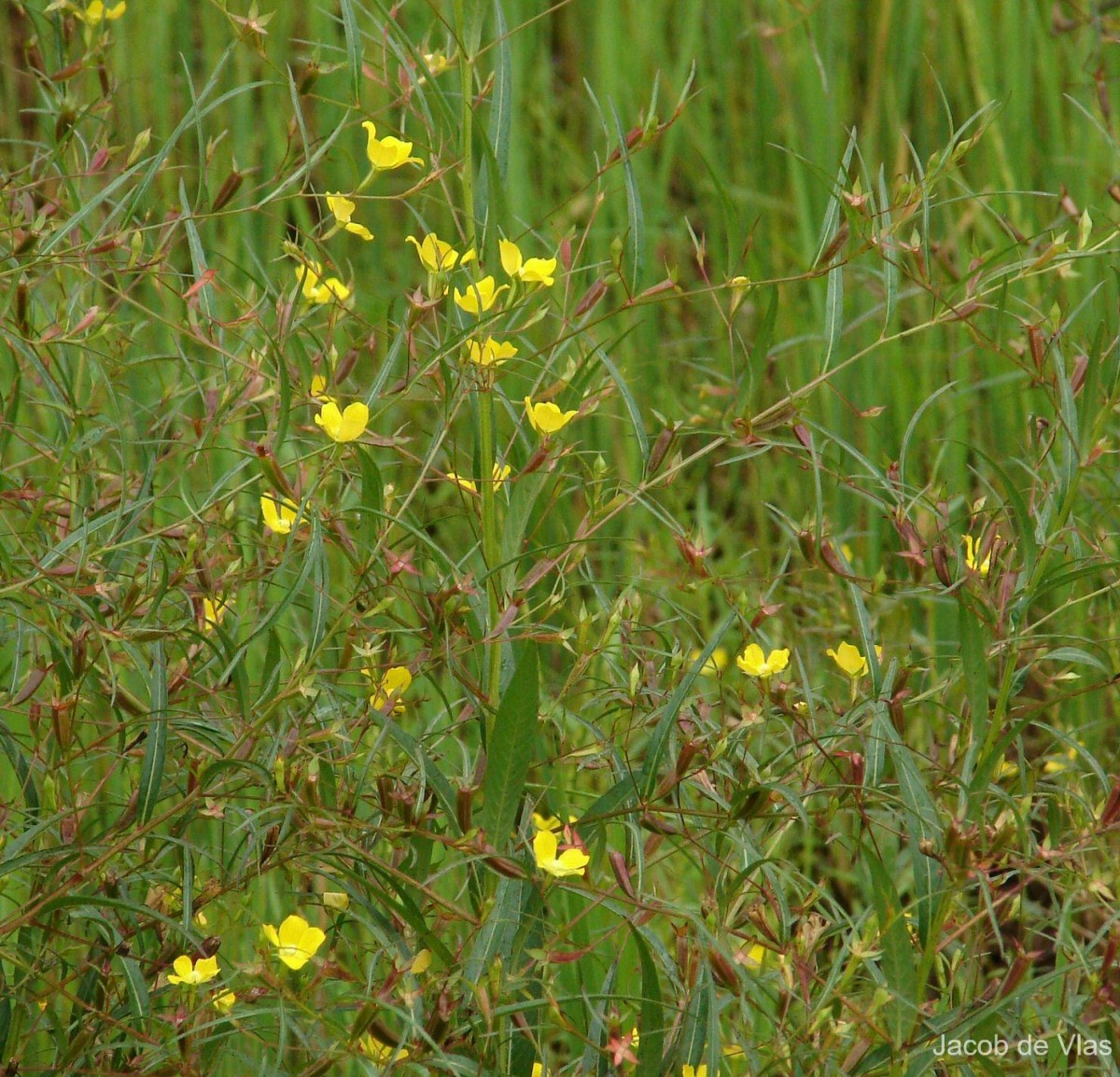 Ludwigia decurrens Walter